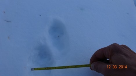 Marten tracks