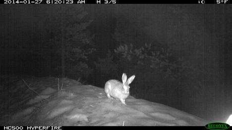 White tailed Jackrabbit