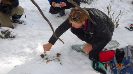 Collecting cougar scat the scientific way with tweezers