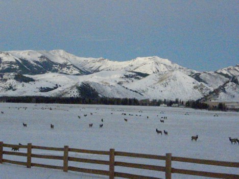 The new fence with lots of elk there this year.  They are resting these grasses so have reduced cattle grazing
