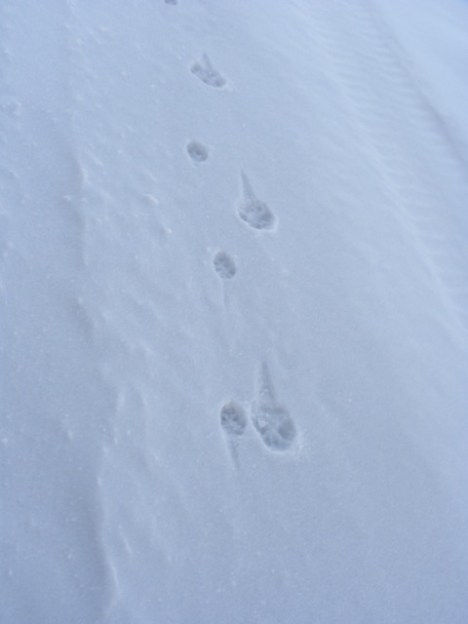 Coyote travels one way while a wolf travels in the opposite direction