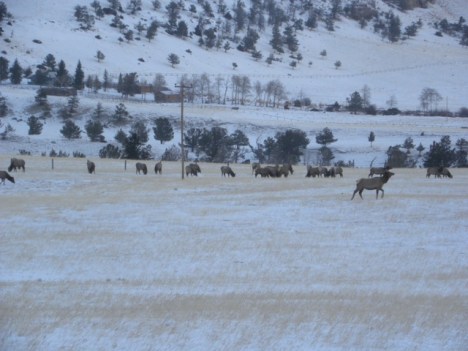 Coveted elk habitat on property that could be a subdivision