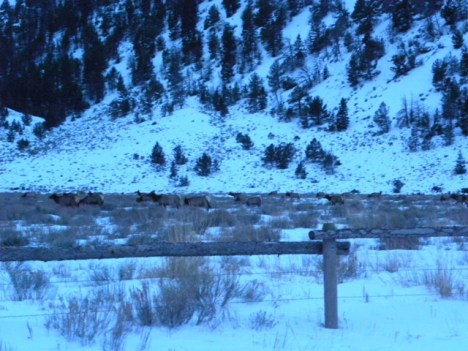 G&F habitat that usually is never grazed by the elk.  This year they are loving it!