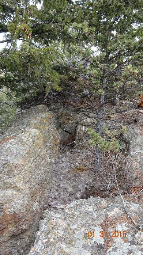 Cougar deer kill dragged to rock crevice