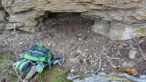 Cougar bed site