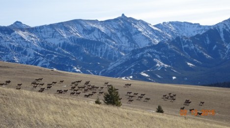 The Absarokas and elk