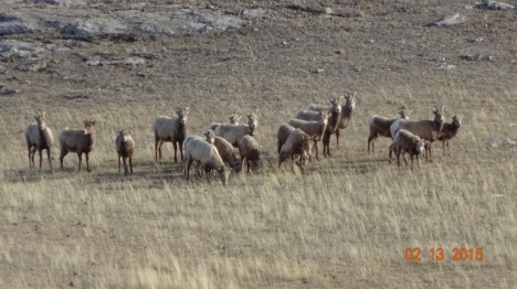 Bighorn sheep
