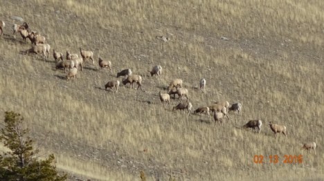 Bighorn sheep