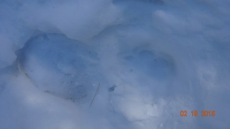Cougar print over a human boot who was tracking him