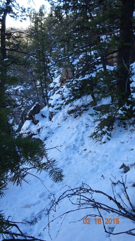 Cougar sidetracks along a cliff edge where I decided to go around