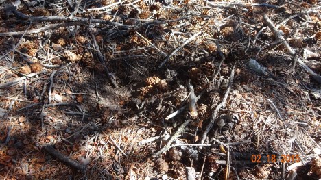 Scrap, around 8" with a pile in the back.  Cougar pushes with his back feet his scent