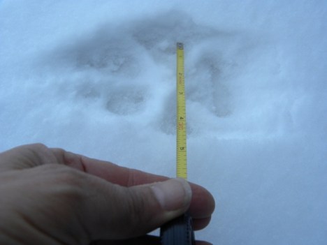 Wolf print