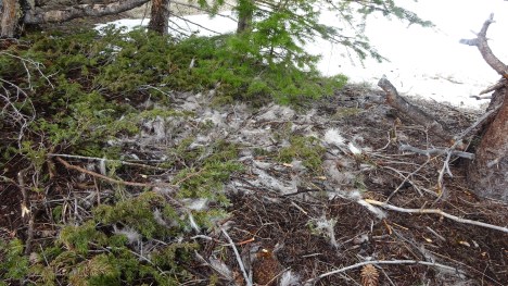 Old cougar kill.  There is nothing left here but the cat piled it up neatly