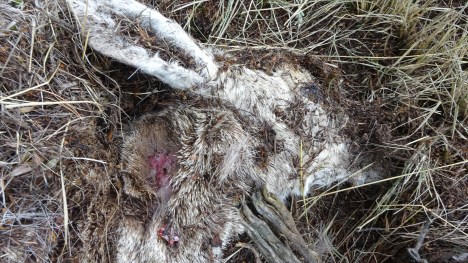 Cougar killed deer.  You can see the puncture wound at the back of the neck
