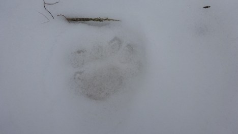 Fresh prints in the snow lead up to the kill