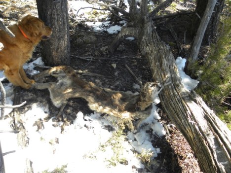 Cougar carcass