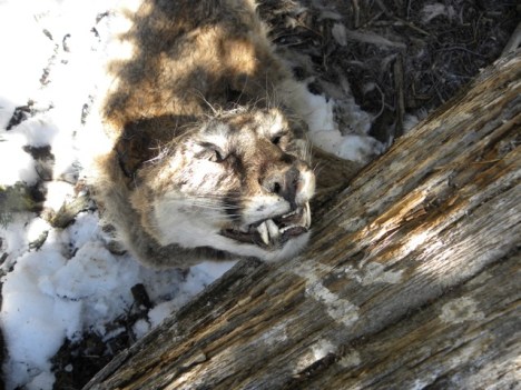 cougar killed