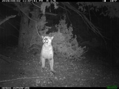 Cougar taking a scent up into its vomeronasal organ on the roof of its moutn