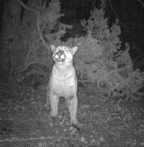 Cougar