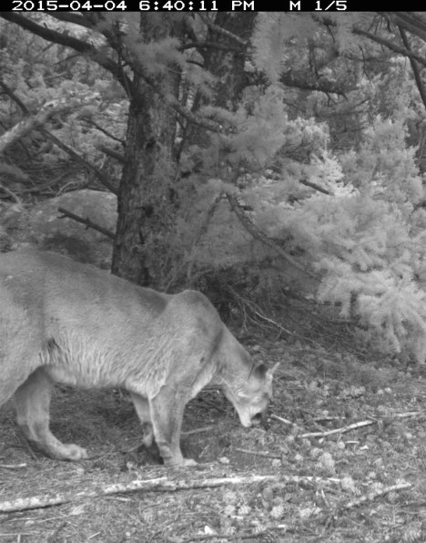 Female cougar checks out a scrape
