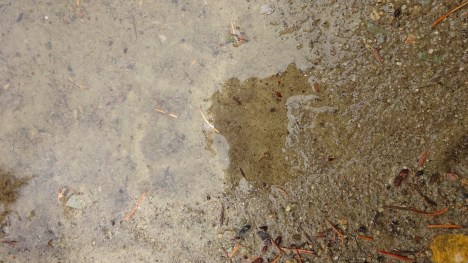 Bear print in a puddle