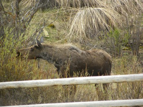 Young bull moose
