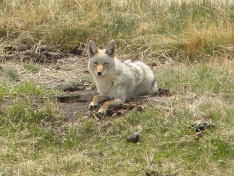Coyote relaxing before she goes mousing again