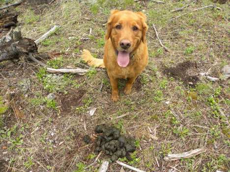 Koda shows the size of this bear scat