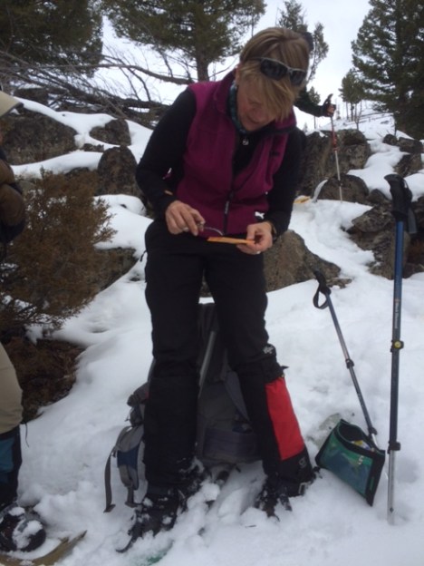 Big Cat Expert Toni Ruth leads a class in Yellowstone.  Here she is collecting cougar hair
