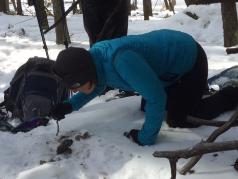 Examining cougar scat in the Park