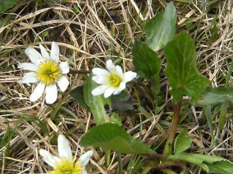 Marsh Marigold