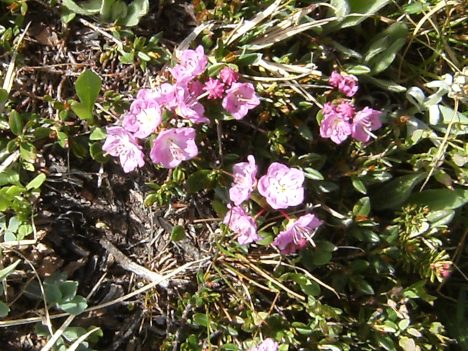 Kalmia, used by some tribes to commit suicide as it is deadly poisonous