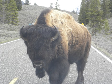 Bison close to car