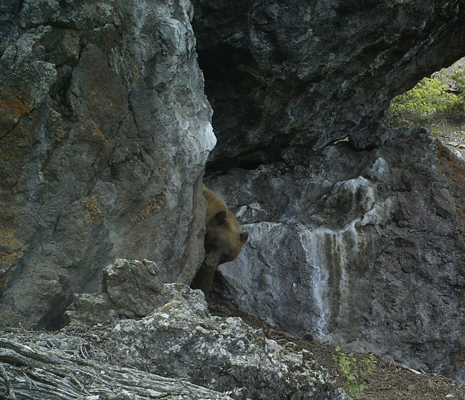 Cinnamon Bear coming out of cave