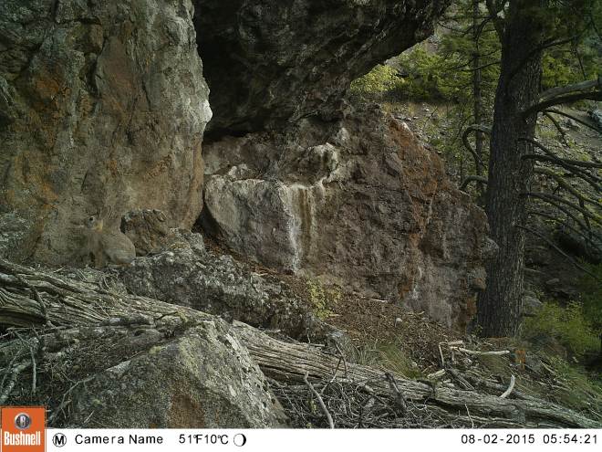 Can you find this visitor