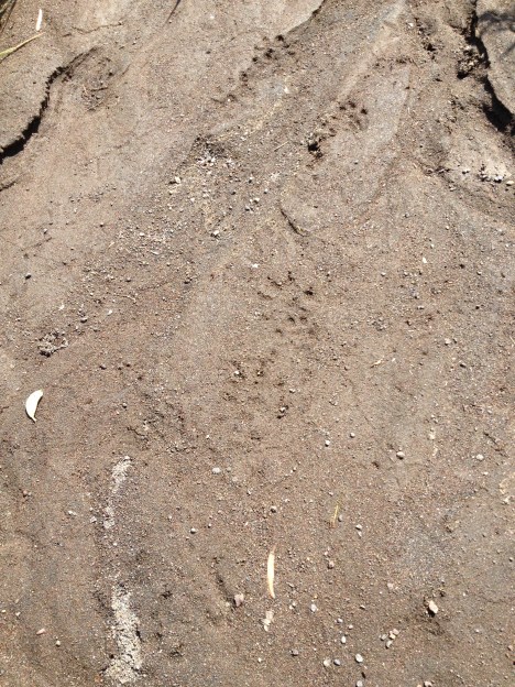 I found some tracks that are interesting enough to cast