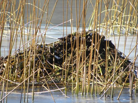 Muskrat house