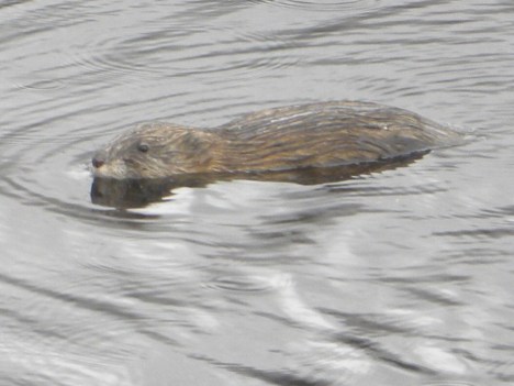 muskrat