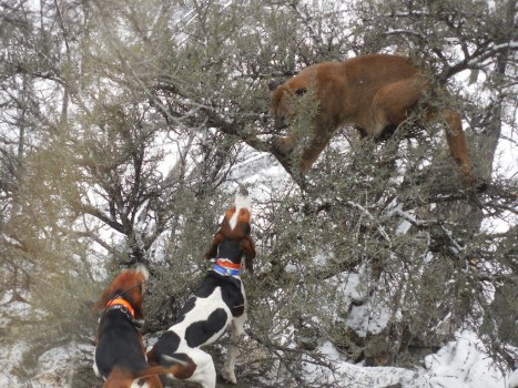 2014-idaho-extreme-cougar-hunt-104