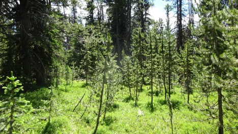 Young trees inside Stockade