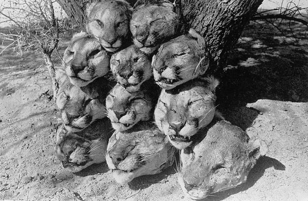 usda_cougar_heads_lg