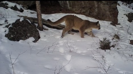 Cougar Kitten 1:2016