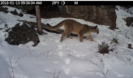 Cougar Kitten 1:2016