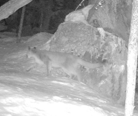 Cougar kitten 2:2017 single kitten