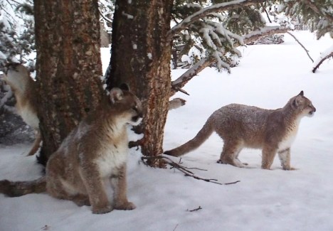 cougar kittens 2:2017
