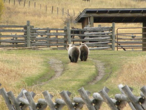 Grizzly Cubs 2 years old