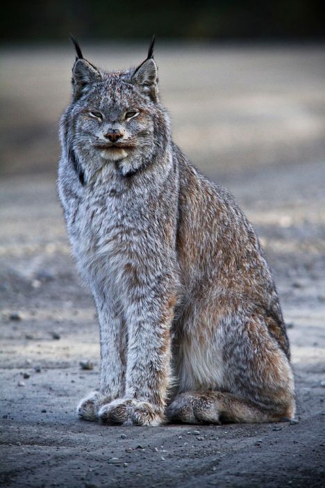640px-Canada_Lynx_(6187103428)