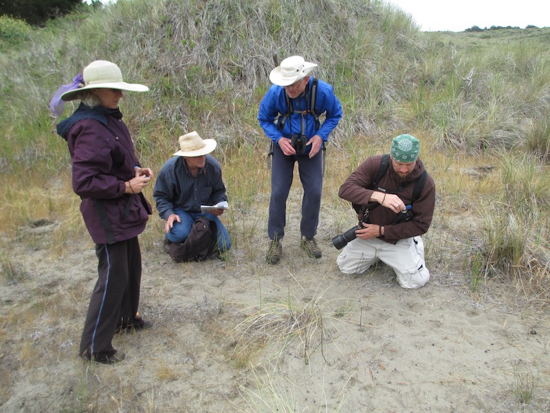 badger tracks dune slack