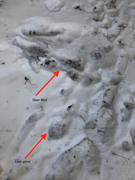 Deer bed with lion print