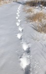 Lion track in&nbsp;snow